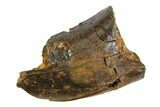 Partial Fossil Tyrannosaur (Nanotyrannus) Tooth - Montana #350749-1